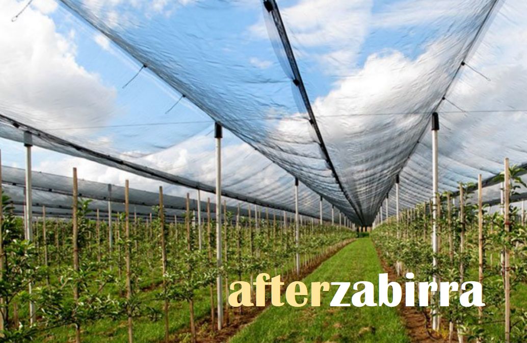 Afterzabirra numero quarantadue