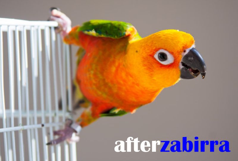 Afterzabirra numero quarantatre