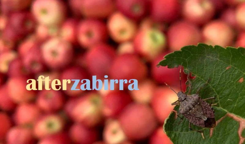 Afterzabirra numero cinquantatre